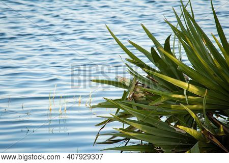 View Of Palmyra Palm Trees Half Submerged With Water Of Palar River, Tamil Nadu, India. Focus Set On