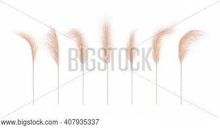 Pampas Grass Collection. Floral Ornament Elements In Boho Style. Vector Illustration Isolated On Whi