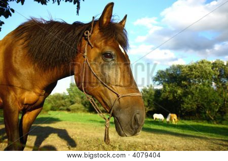 Yksityiskohta Horse Head