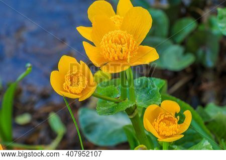 Marsh Marigold In A Wetland With Three Flowers. Bee Pollen On Opened Flowers With Pistil And Stem. G