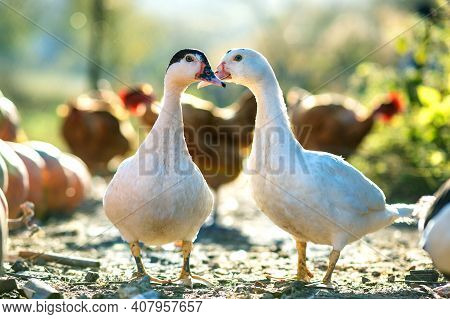 Ducks Feed On Traditional Rural Barnyard. Detail Of A Duck Head. Close Up Of Waterbird Standing On B