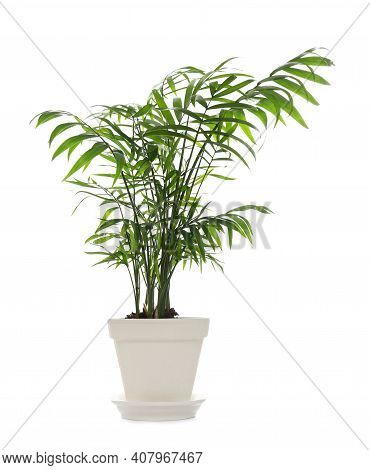 Beautiful Ravenea Rivularis Plant In Pot Isolated On White. House Decor