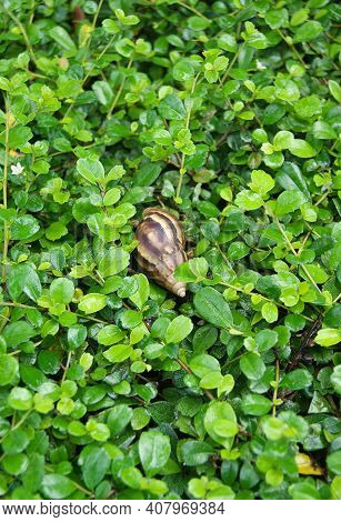 Snail In The Green Leaves Of A Shrub In The Garden, Solid Background