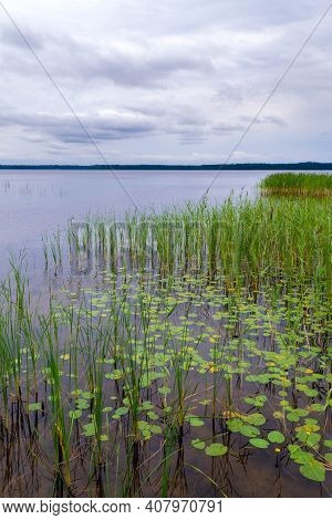 Beautiful Natural Landscape. Reeds And Water Lily Along The Shore Of Usmas Lake In Latvia. Summer La