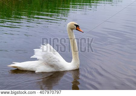 A Beautiful Adult White Swan Swims In The Water, In Lake Usmas, Latvia.