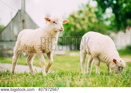 Two Domestic Small Sheeps Lambs Grazing Feeding In Pasture. Sheep Farming.