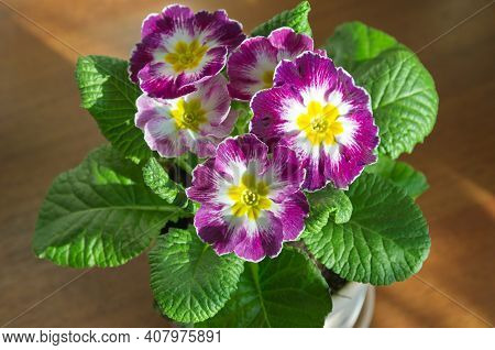 Blooming Primula (lat. Primula Vulgaris) Close Up