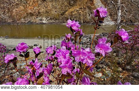 Russia. Mountain Altai. Thousands Of Tourists From Different Countries In Early May Come To Admire T