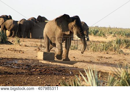 Thirsty Elephant Rushing To Drink... Watering Holes In The Kruger National Park