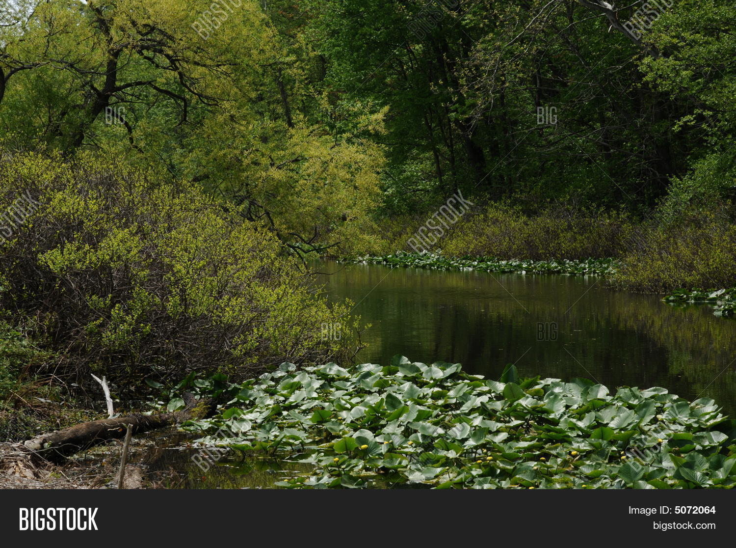 Springtime Swampwater Image & Photo (Free Trial) | Bigstock