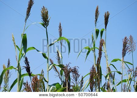 Wild Prairie Maze