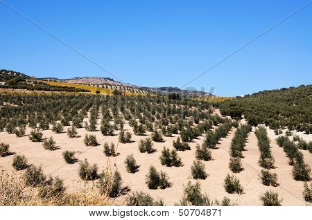 Olive groves, Andalusia, Spain.