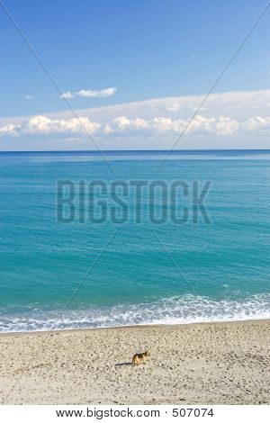 スペインの地中海の野生の風景