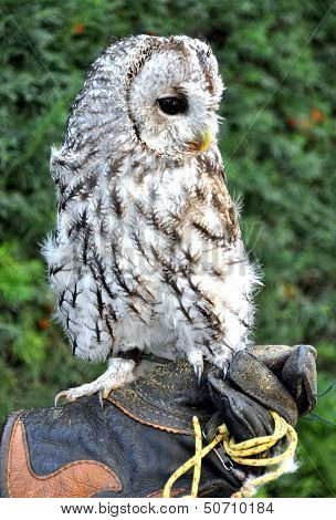 owl on hand falconer