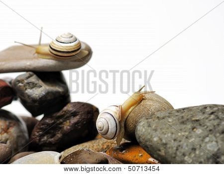 Snails On Rocks
