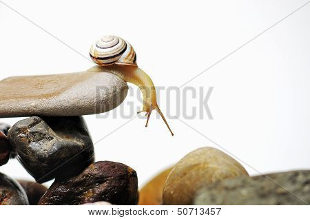 Snail  On Rocks