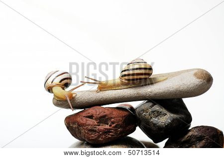 Snails On Rocks
