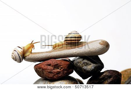 Snails On Rocks