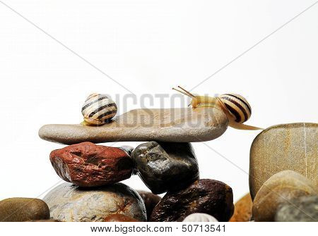 Snails On Rocks