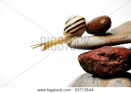 Snail  On Rocks