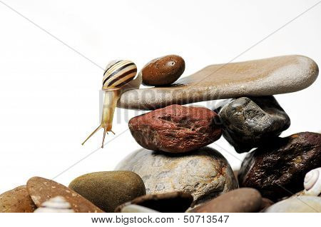 Snail  On Rocks