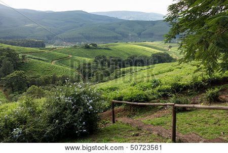 South Africa Countryside In Komatiland Forest