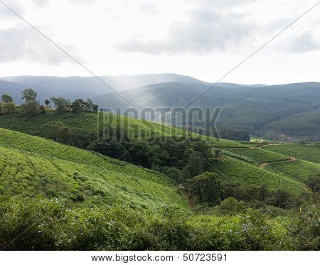 South Africa Countryside In Komatiland Forest