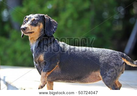 Doxie on the pier