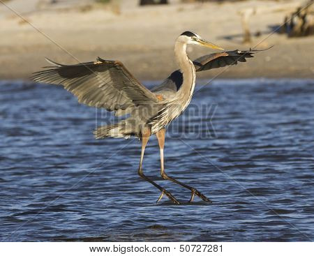 Great blue heron