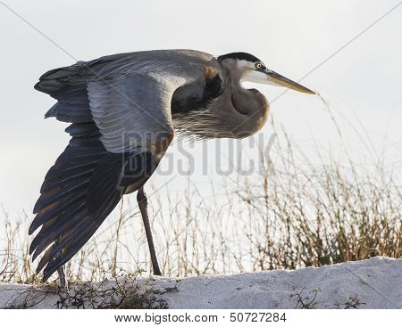 Great blue heron