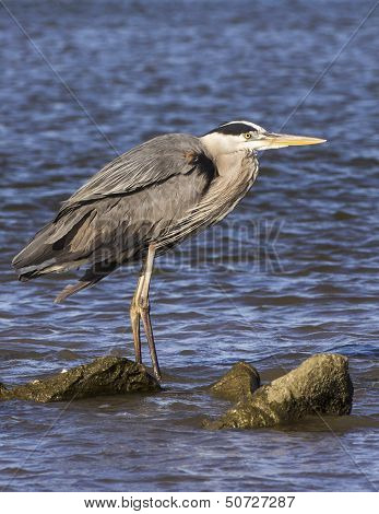 Great blue heron