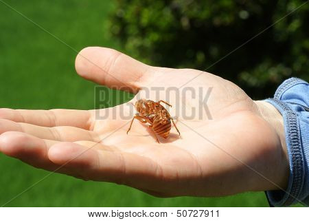 Cicada Shell