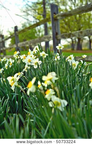 First Narcissus