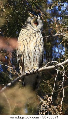 photo of an owl on a green tree in the branches