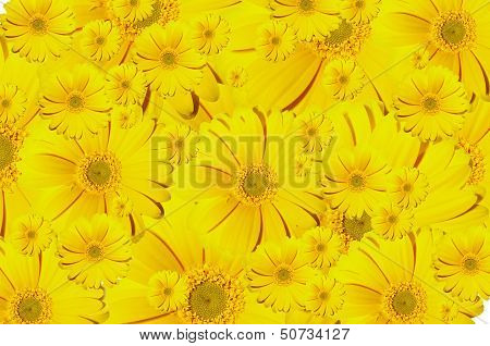 Gerberas Background