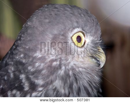 Bellen Owl