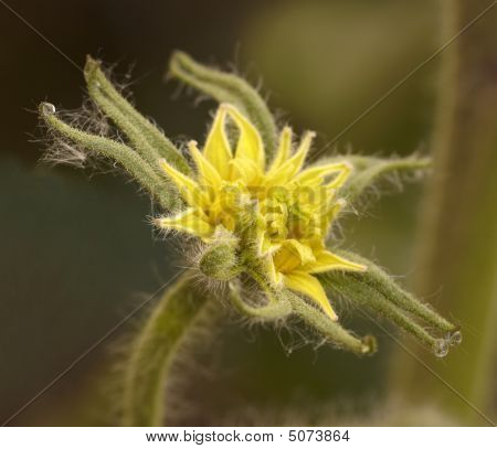 Bloem tomaat In de ochtend