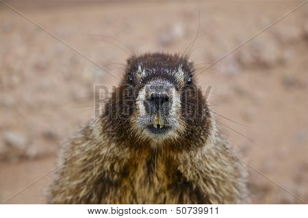 Bellied Marmot