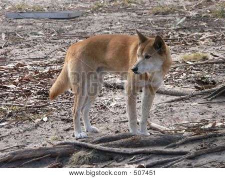 Dingo