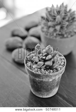 Succulents -echeveria Runyonii Rose
