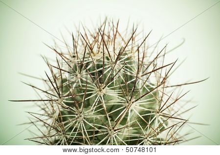 Close Up Of Cactus
