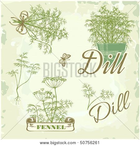 fennel, dill, herb
