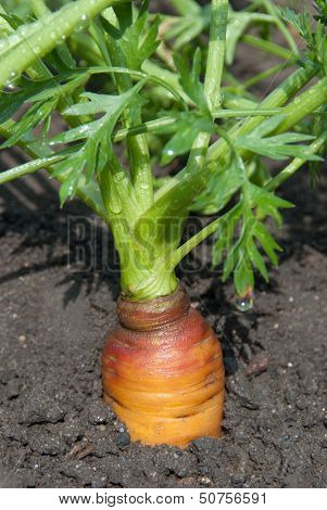 Carrot