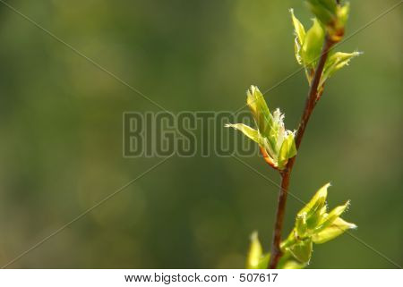 Verde foglia primavera