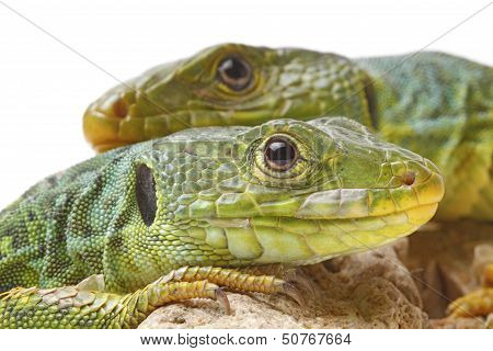 Lizard