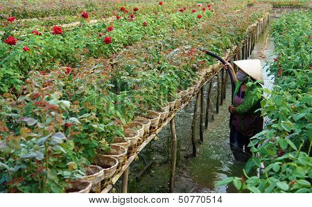 Farmer working on flower farm