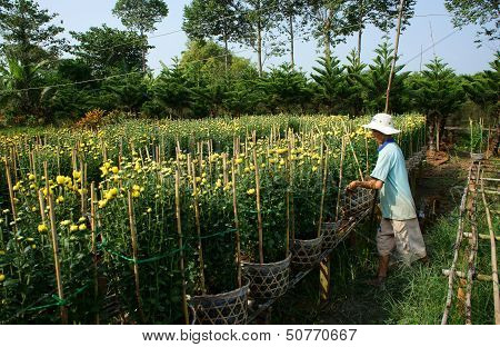Farmer harvest working on yellow flower farm