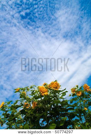 Sunflowers Blossom Under Blue Sky