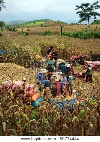 Farmer harvesting at farm