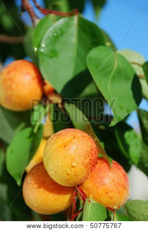 Apricots